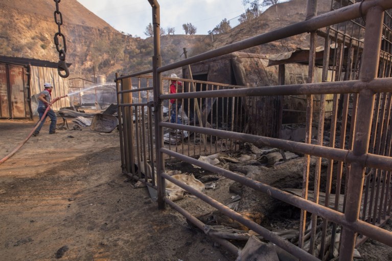 Tientallen paarden levend verbrand in Californië