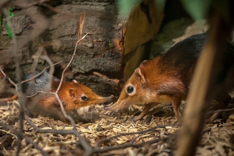 Antwerpse zoo verwelkomt tweeling slurfhondjes