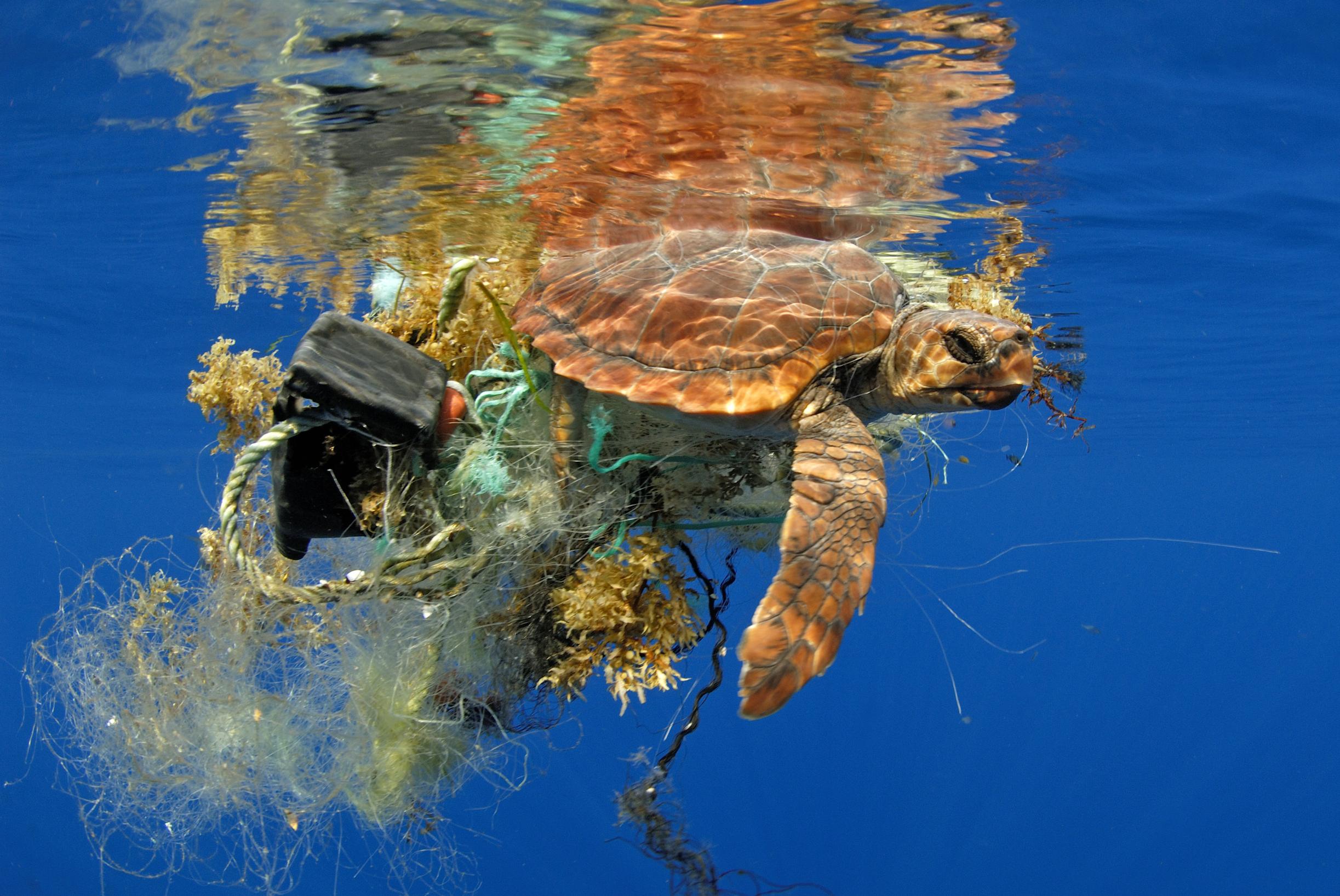 Морская черепаха и пластик