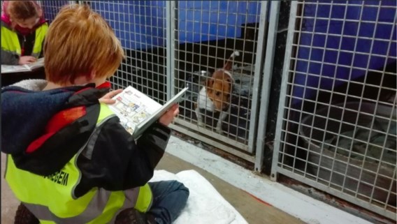 Kinderen lezen voor aan honden: ‘Goed voor kind én hond’