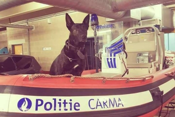 Limburgse politiehond overlijdt onverwacht