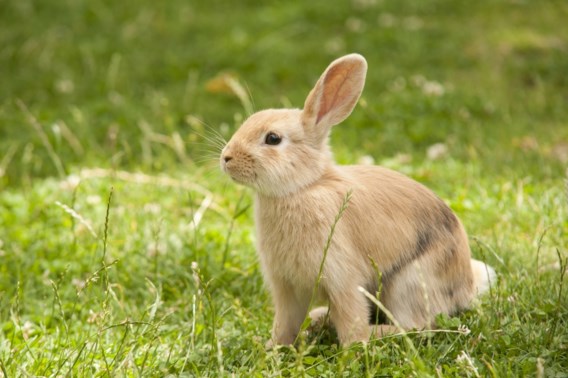 Waarom we meer konijn moeten eten 