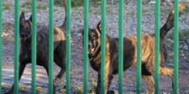 Tientallen honden gered uit kwekerij in Beselare