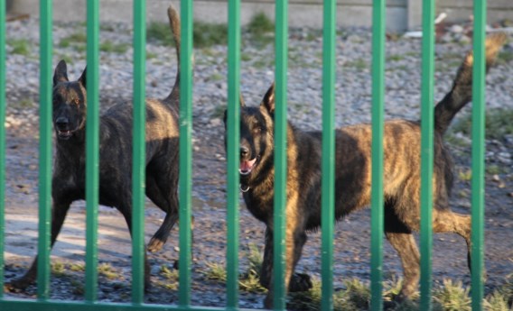 Tientallen honden gered uit kwekerij in Beselare
