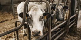 ‘Het FAVV kán ernstige vleesfraude niet opsporen’