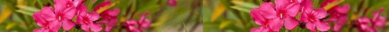 Deze planten zijn gevaarlijk voor honden en katten