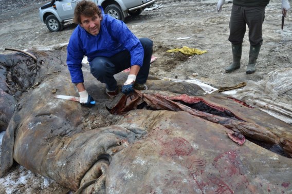 Walvis gestorven na inslikken plastic afval