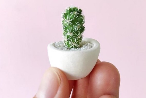 Deze micro-cactussen veroveren stilaan de huiskamer