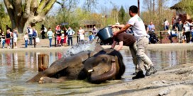 Pairi Daiza verkozen tot beste dierenpark van Europa