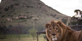 Leeuwen eten minstens drie stropers op in Zuid-Afrika