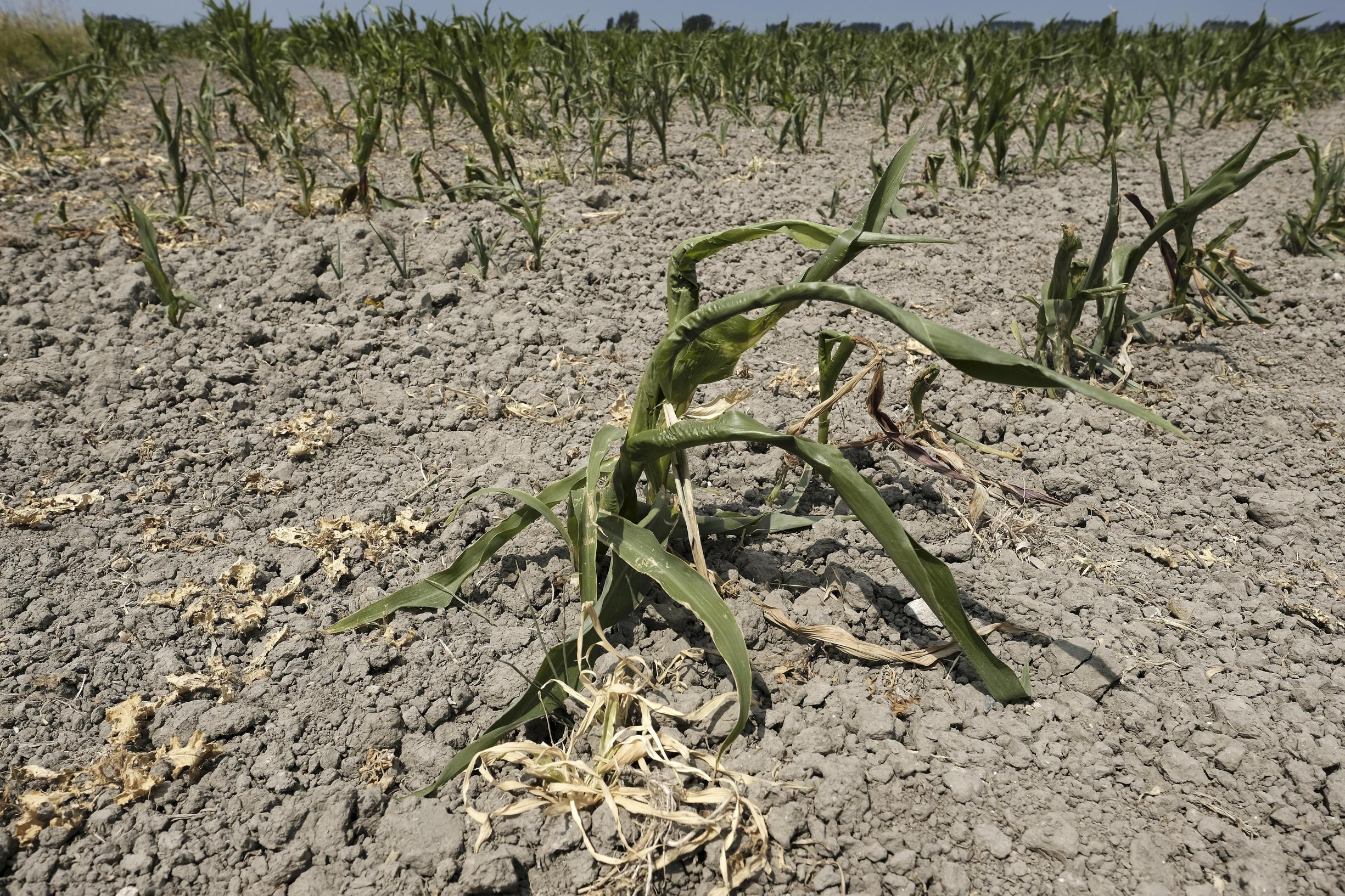 Oost- en West-Vlaanderen nemen maatregelen tegen droogte - De Standaard