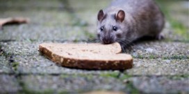 Onverwacht gevolg van droge zomerdagen: ratten komen uit riolering op zoek naar eten