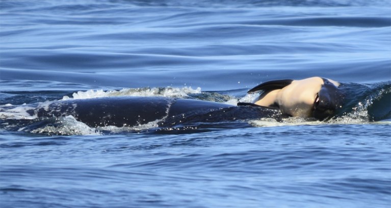 Orka laat gestorven jong na 17 dagen los