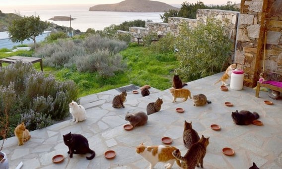 Een droomjob? Leef op idyllisch Grieks eiland met 55 katten