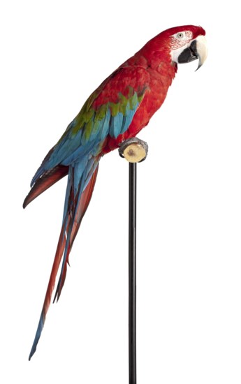 Grijpen klasse Glimp Indianen fokten papegaaien voor hun pluimen | De Standaard Mobile