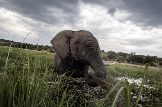 Stropers doden tientallen olifanten nabij wildpark in Botswana