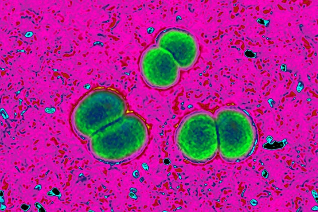 bacterie 18 doden
