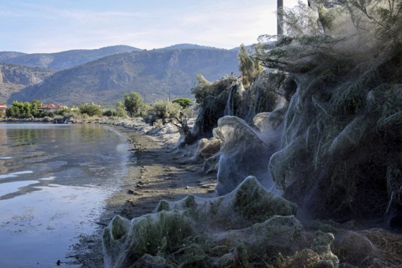 Grieks dorp bedekt met meterslange spinnenwebben