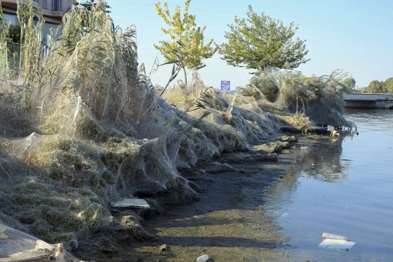 Grieks dorp bedekt met meterslange spinnenwebben