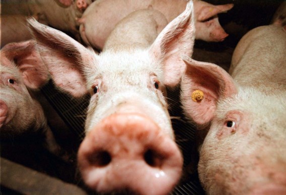 Afrikaanse varkenspest: Ducarme vraagt besluit om varkens in besmette zone te euthanaseren 