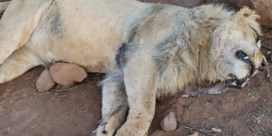 Vijf leeuwen afgemaakt in Zuid-Afrika: ‘Ze hebben onze kinderen vermoord’