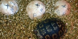 Reuzenschildpadden gestolen op Galapagoseilanden