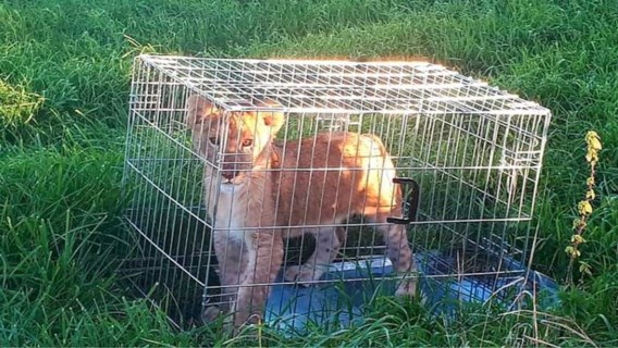 Voorbijganger vindt kooi met leeuwenwelpje in Nederlandse wei