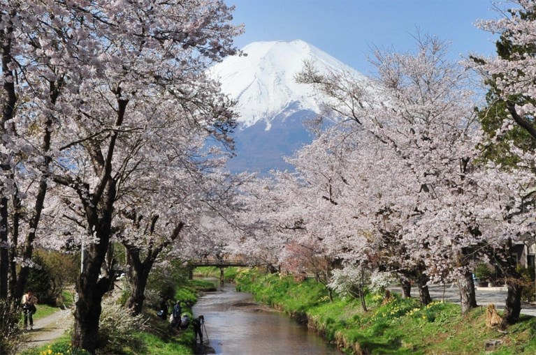 Japanse kerselaars nu al in bloei door tyfoon