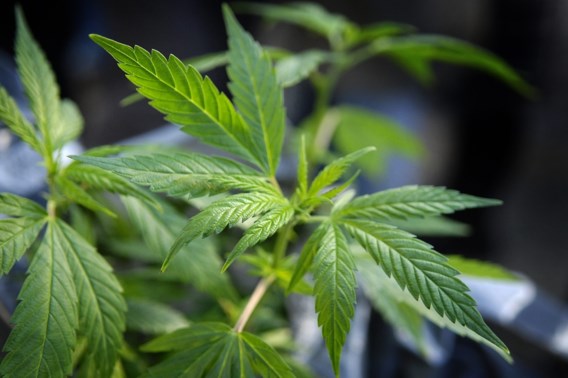 Cannabisplantage ontmanteld in Berchem, drie verdachten opgepakt