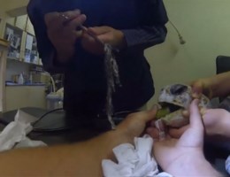 Schildpad met plastic in keel gered van verstikking