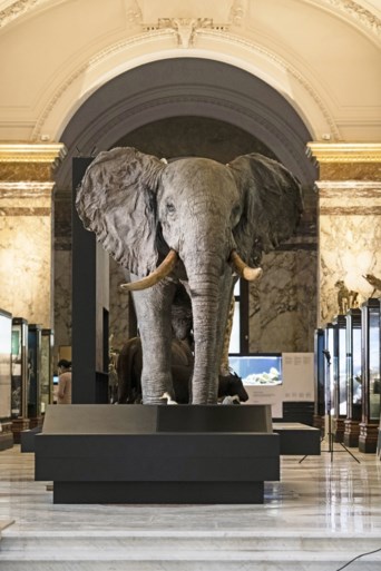 De Croo opent AfricaMuseum met een belofte