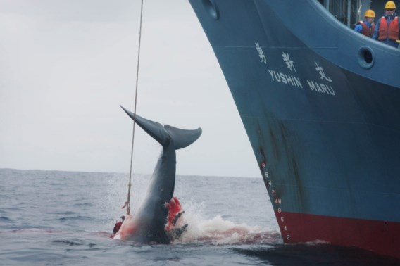 Japan herstart commerciële walvisjacht