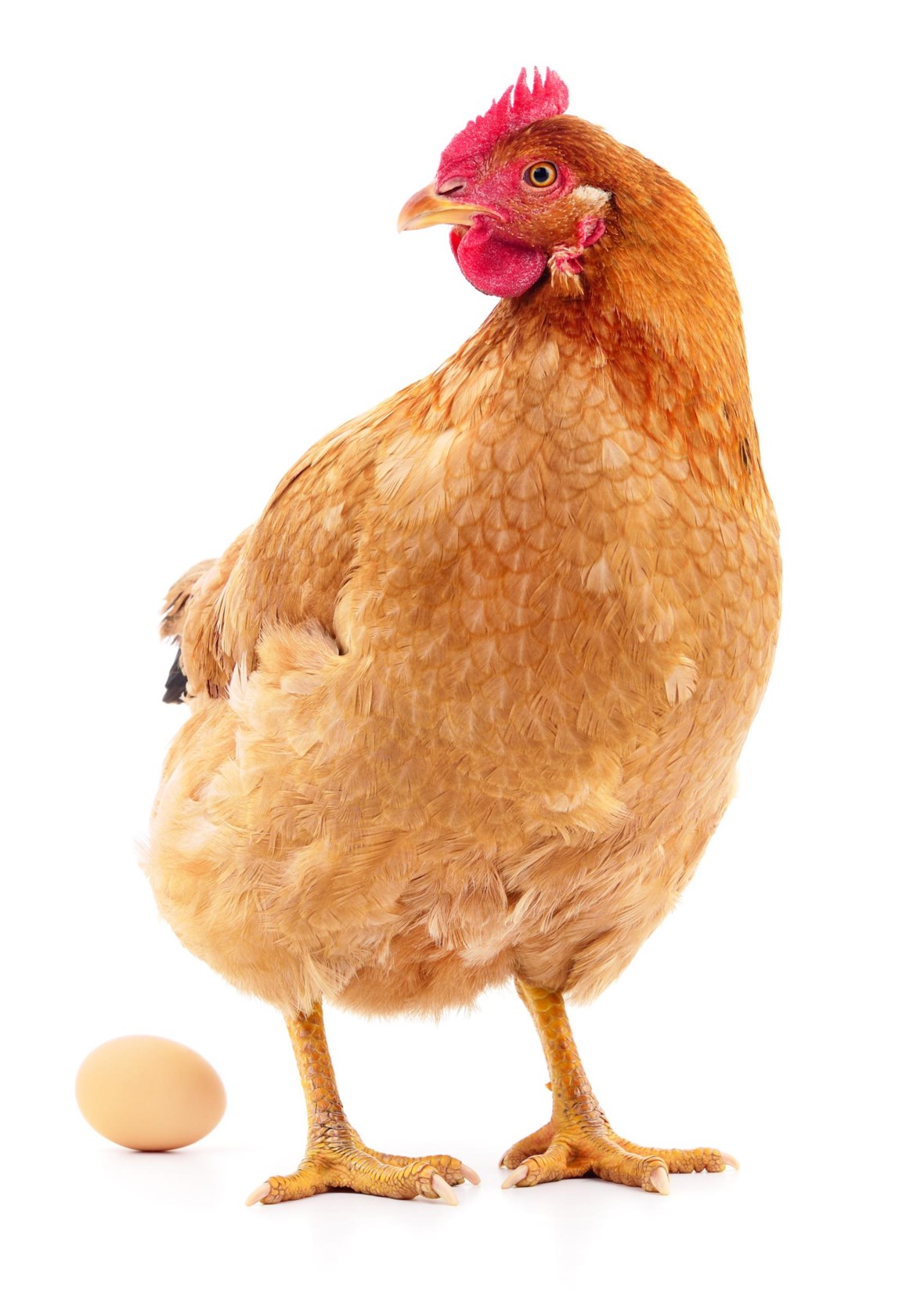 Wat als kippen eieren leggen met geneesmiddelen in? | De