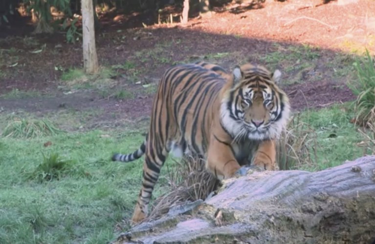 Tijgerin Melati gedood door paringspartner in Londense zoo