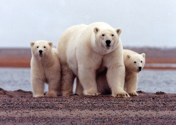 Noodtoestand op Nova Zembla na invasie van ijsberen