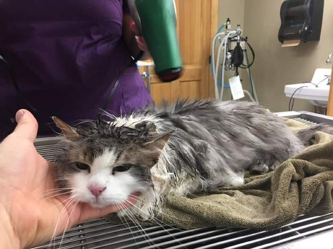 Bevroren kat die ‘tot leven is gewekt’ gaat viraal