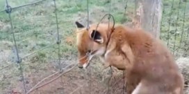 Dierenbeul bindt vos met metalen kabels vast aan omheining in Lubbeek