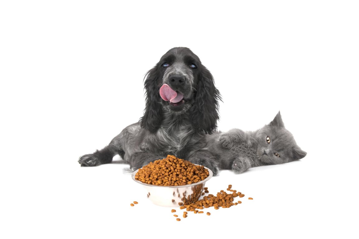 Mogen honden en elkaars brokken eten? | De Standaard Mobile
