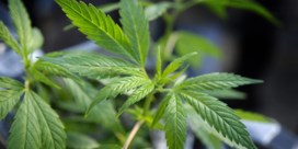 Politie treft cannabisplantage aan in Sint-Martens-Latem
