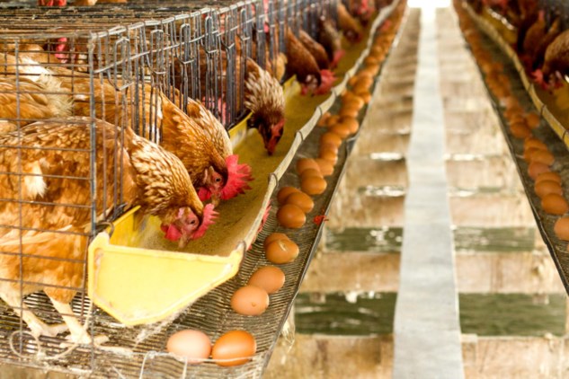 Stuwkracht Nationale volkstelling Spaans Waar komen de bevruchte kippeneieren in België vandaan? | De Standaard  Mobile