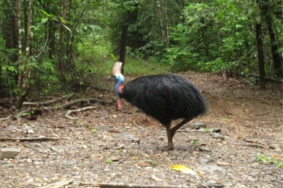  Man in Florida gedood door eigen vogel