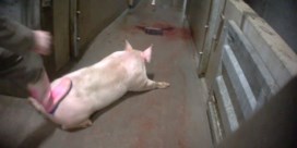 Slachthuizen krijgen aparte controles op dierenwelzijn