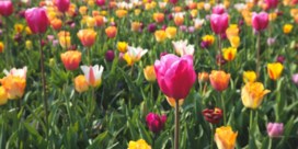 Nederlandse tulpenboeren houden hun hart vast voor stormloop dit weekend