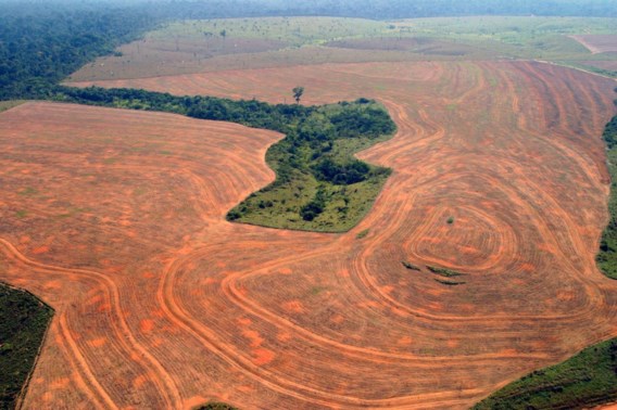 Vorig jaar verdween wereldwijd twaalf miljoen hectare bos 