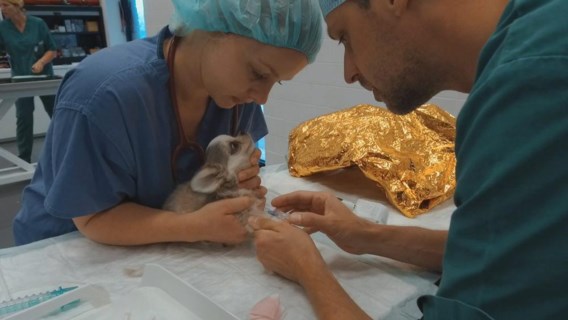 Dierendokters 24/7: wat een hondenstiel
