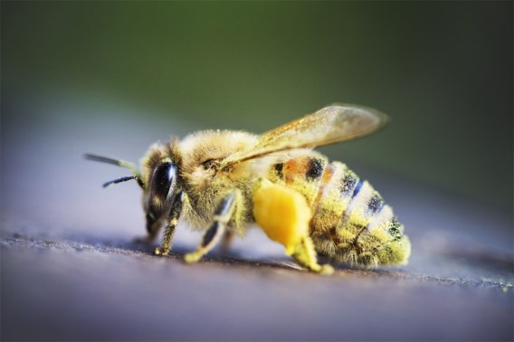 Eén miljoen Europeanen gezocht om de bijen te redden
