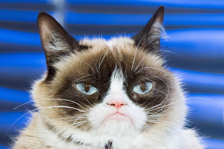 Grumpy cat фото