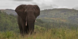 Afrikaanse landen vragen om soepelere wetgeving ivoor- en olifantenhandel