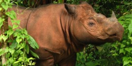 Laatste mannelijke Sumatraanse neushoorn overleden