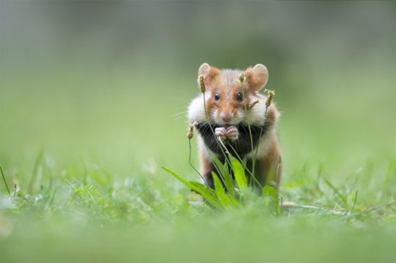 Vlaanderen laat wilde hamsters vrij in Limburg